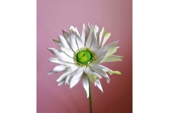 Pastrini Gerbera 3D SVG for Paper Flowers